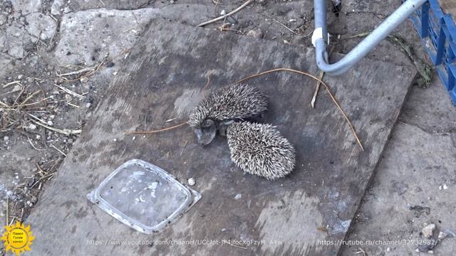 Наши колючие гости:) смотреть онлайн