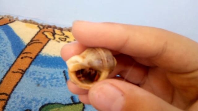 Рак отшельник в аквариуме смотреть онлайн