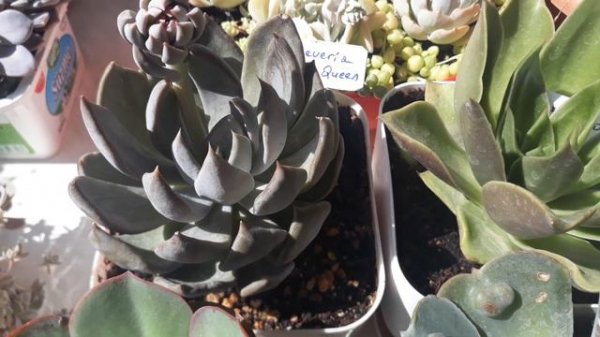 Sukulent türleri isim ve özellikleri /Sukulent yaz renkleri 🌱Echeveria Sukulent Türleri