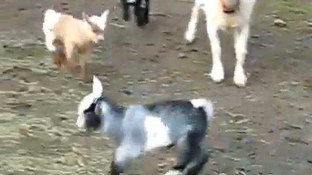 Прикольные маленькие козлятки смотреть онлайн