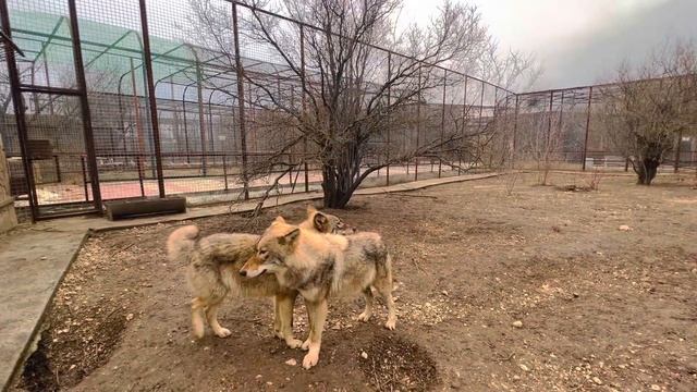 Не знаю ЧТО ДЕЛАТЬ с ВОЛКАМИ, Алмаз и Пират стали ревновать меня и друг к другу и ссориться! смотреть онлайн