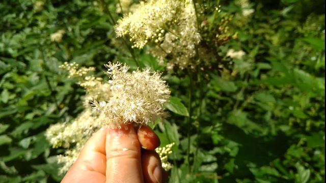 Лечебная таволга вязолистная (лабазник) в лесу смотреть онлайн