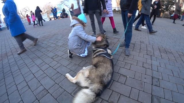 МАЛАМУТЫ и ДЕТИ