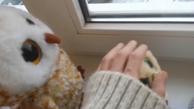 Сипухи налли и мора смотрят новогодние елки и фонари. Новая сипуха мика в съемке. смотреть онлайн