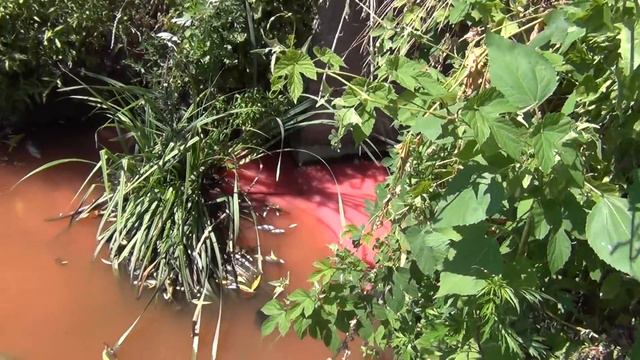 Отравленная вода в р.Стугна.Васильков 15 июля 2016г. смотреть онлайн