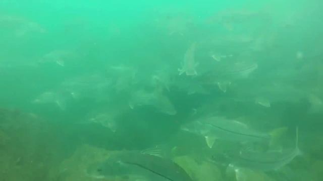 Giant Fish Taking Over? - Goliath Grouper смотреть онлайн