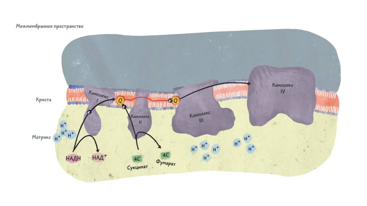 Общая схема электрон-транспортной цепи. Клеточное дыхание 2.1. смотреть онлайн