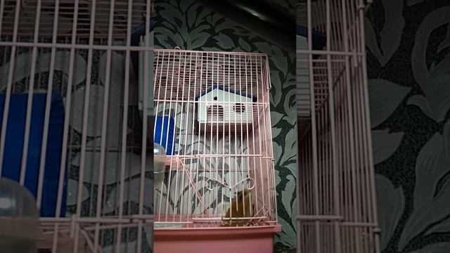 Как выбрать хомяка смотреть онлайн