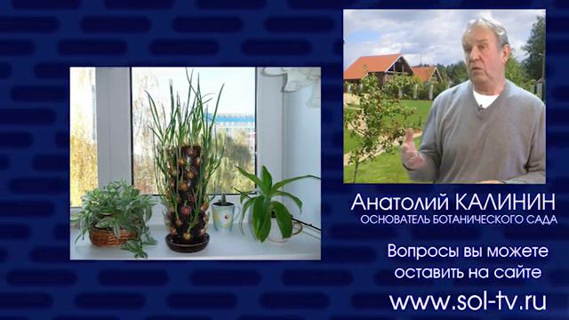 Анатолий Калинин Растим лук зимой смотреть онлайн