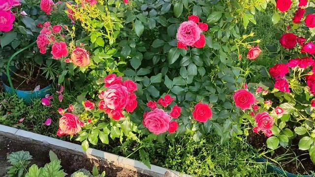 РОЗА ЧЕРРИ ГЕРЛ(Cherry Girl,Kordes,1997) Супер флорибунда. смотреть онлайн