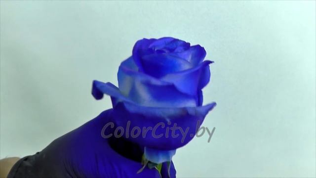 Cиние розы смотреть онлайн