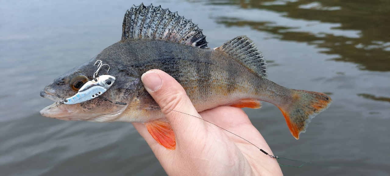 Ловлю окуня на цикады