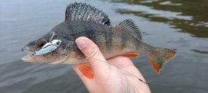 Ловлю окуня на цикады