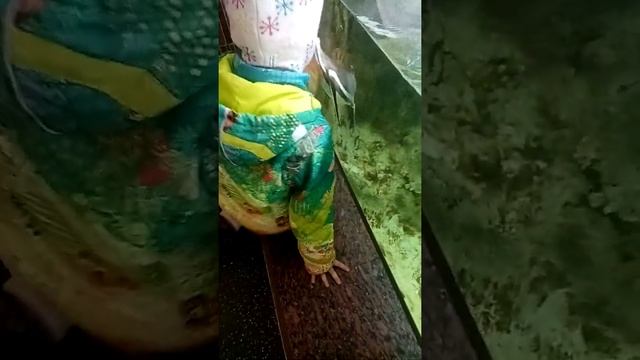 Пингвин в зоопарке. (2) смотреть онлайн