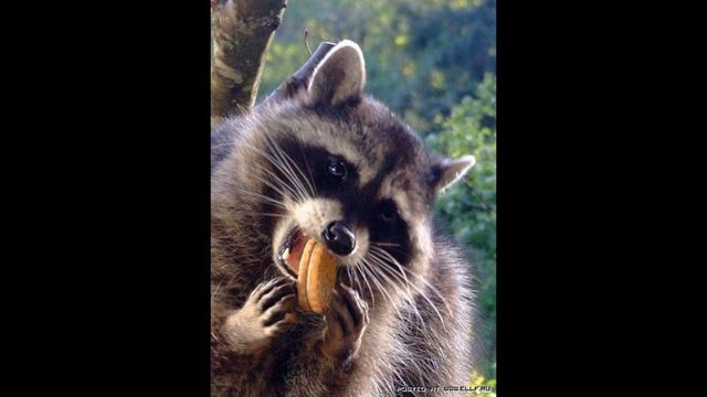 VLOG:в ожидании енота