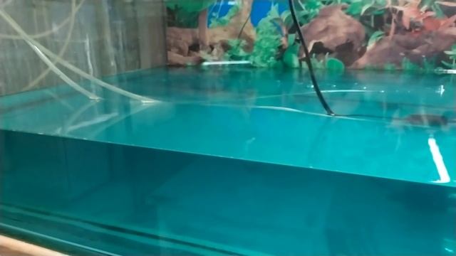 Выкармливание малька от А до Я! Как правильно выращивать рыб? смотреть онлайн
