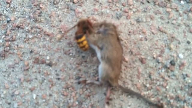 Битва животных Мышь против осы смотреть онлайн