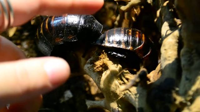 Gromphadorhina portentosa - Hissing roach смотреть онлайн