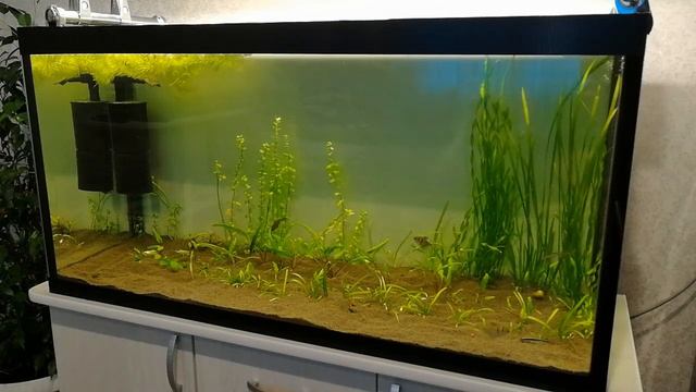 Новый аквариум 200л на третий день после запуска. смотреть онлайн