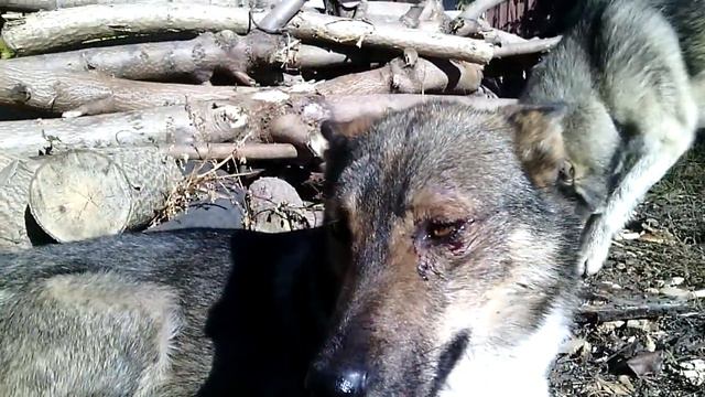 западно сибирские лайки после встречи с барсуком смотреть онлайн