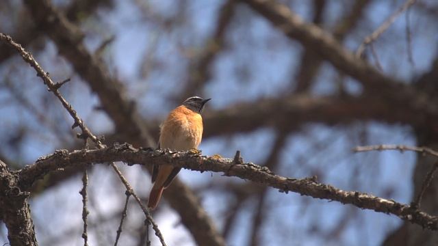 Трель горихвостки смотреть онлайн
