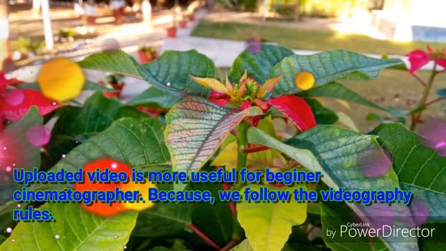 Lalupate flower in nepal. Natural video. смотреть онлайн