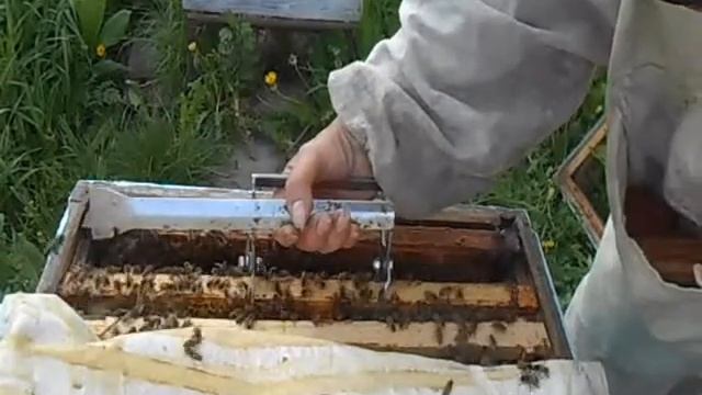 какая же порода лучше на 16 мая бакфаст или карника смотреть онлайн