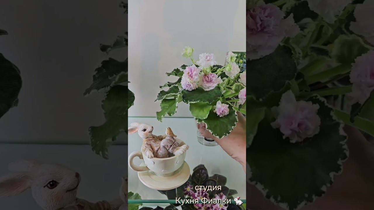 Студия "Кухня Фиалки". Конец февраля. смотреть онлайн