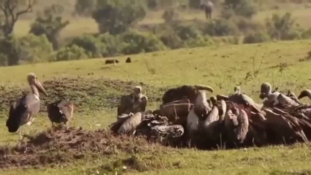 Белоголовый сип Gyps fulvus ГОЛОС смотреть онлайн