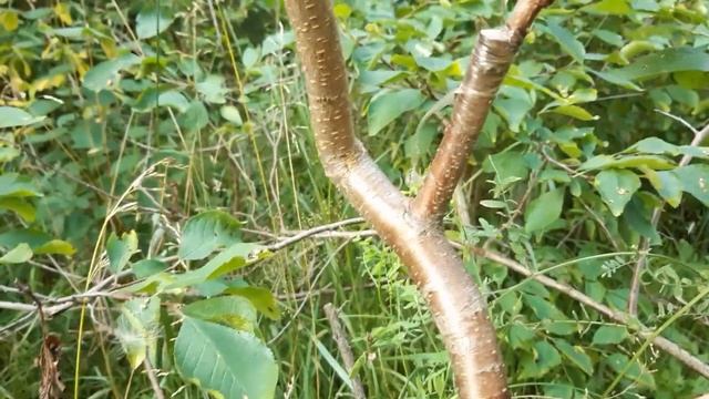 Участок привики слив и абрикосов на терне и орехи лето 2022 смотреть онлайн