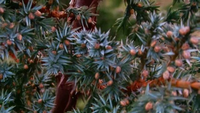 Juniperus chinensis Blue Alps смотреть онлайн