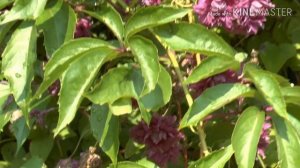 КАК НАСЕКОМЫЕ ВИДЯТ НАШ МИР| ПРИРОДА ГЛАЗАМИ НАСЕКОМЫХ |