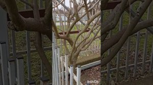 Глициния. Ответы на вопросы. Формирование глицинии деревом.