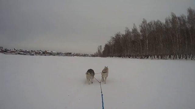 Открытые Чемпионат и Первенство Иркутской области по снежным дисциплинам ездового спорта (спринт)! смотреть онлайн