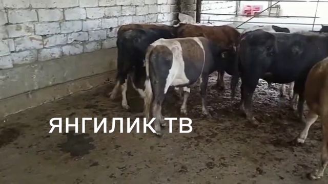 молбозори Дангара 25 сентября 2022 смотреть онлайн
