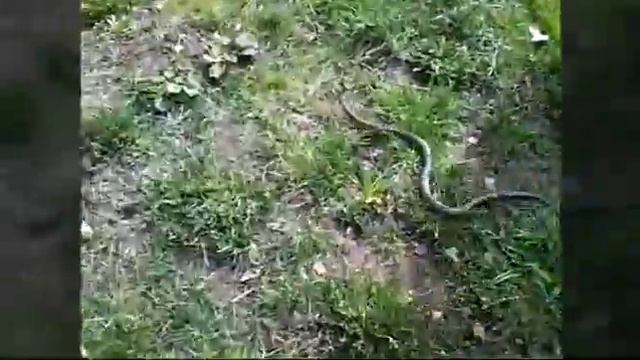 Животный мир #1 (УЖ) смотреть онлайн