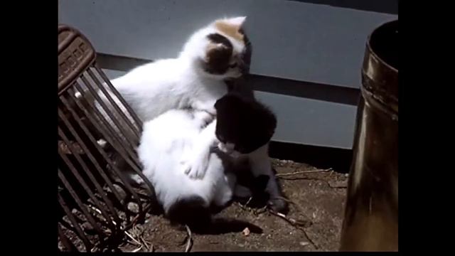 Kittens, Andrew Earle Simpson's June 23 Improvisation смотреть онлайн