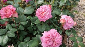 Роза Эшли в Подмосковье