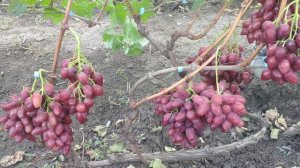 Виноград Казанова 2020г