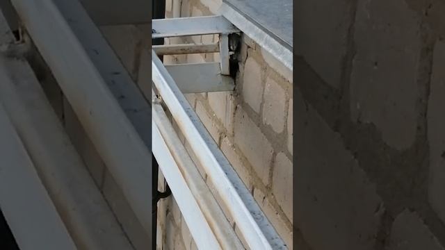 Живём по соседству с осами ??? #еманжелинск #насекомые #осень #гнездо #хрущевка смотреть онлайн