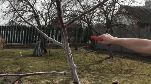 Обрезка грецкого ореха. Когда обрезать грецкий орех?