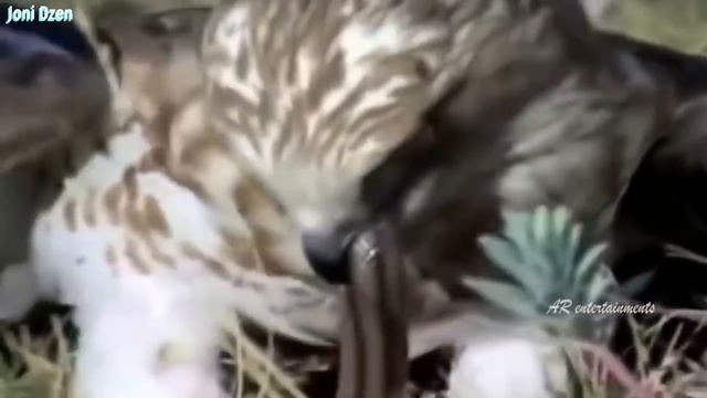 Змееяд - изощренный Убийца Змей ! При виде этого хищника Гадюки и Кобры в панике! смотреть онлайн