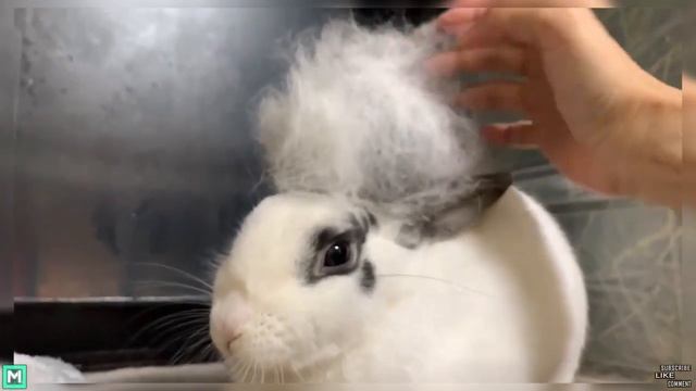 Cute Jumpy Bunny Rabbits You Want To Snuggle! смотреть онлайн