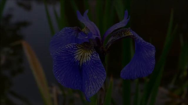 Flowers In The Guppy Ponds - Iris Sibirica 'Shirley Pope' ᴴᴰ