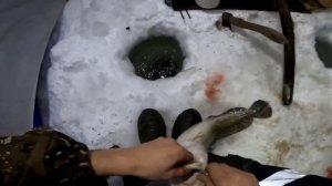 Налим на стук. МАНОК РАБОТАЕТ. Рыбалка удалась. #туруханск #енисей #2023