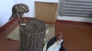 Ястреб Перепелятник// Как приручить Ястреба?