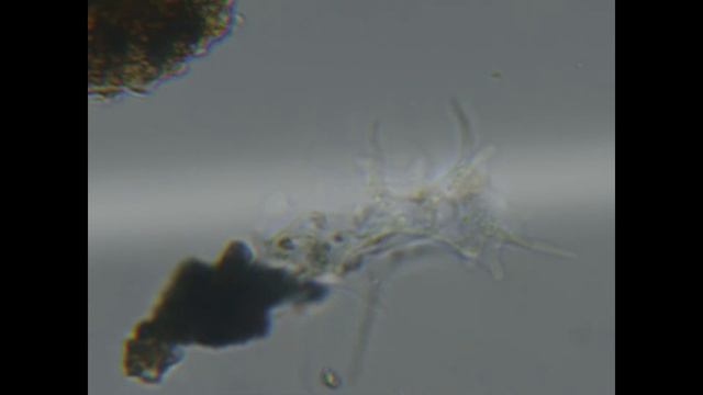 Амеба (Amoeba Proteus)