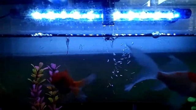 Zuma Aquarium смотреть онлайн