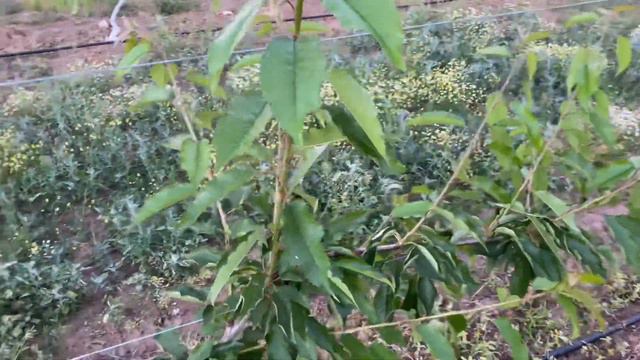 ROYAL TIOGA CHERRY VARIETY.UFO SYSTEM.