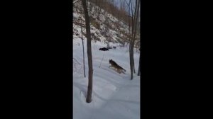 ВЕСЕННЯЯ ОХОТА НА МЕДВЕДЯ